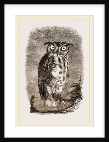 Virginian Horned Owl by Anonymous