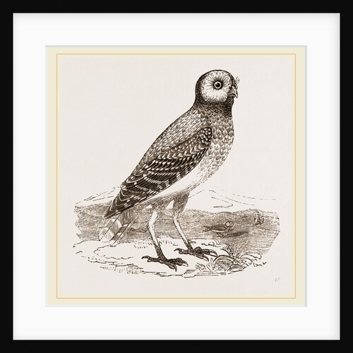 Burrowing Owl by Anonymous