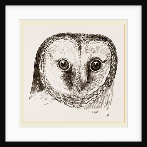 Head of Barn Owl by Anonymous