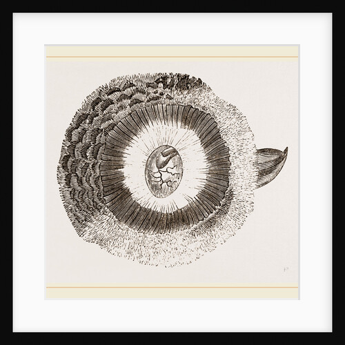 External ear of Owl by Anonymous