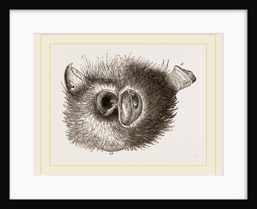 Barn Owl by Anonymous