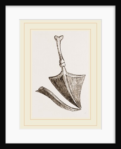 Drum of ear in Birds by Anonymous