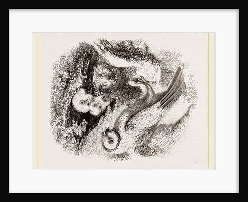 Barn Owl by Anonymous