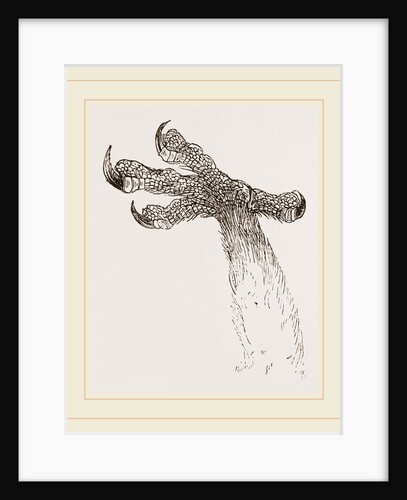 Foot of barn owl by Anonymous