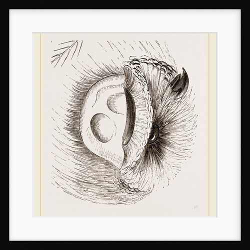 Ear of Owl by Anonymous