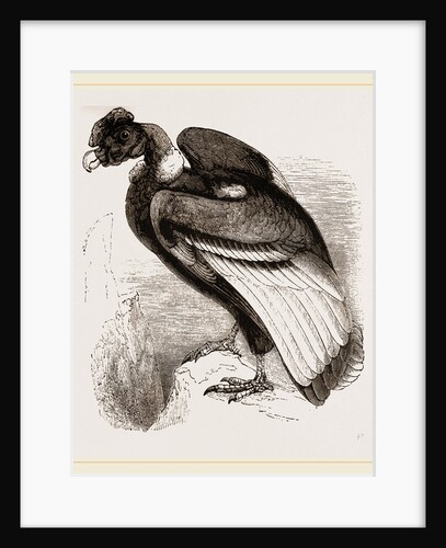 Condor by Anonymous