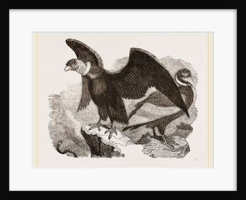 Condors by Anonymous