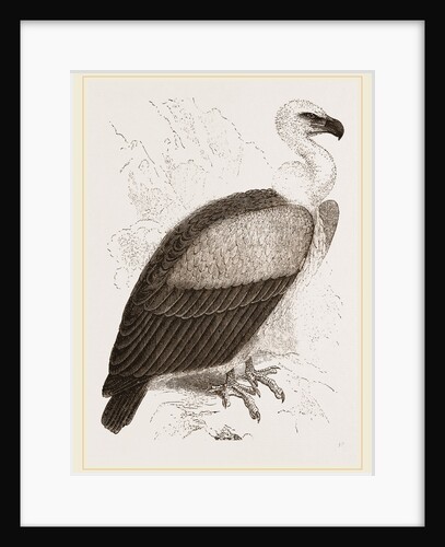 Kolbe's Vulture by Anonymous