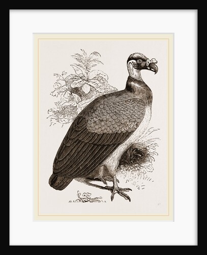 King-Vulture by Anonymous