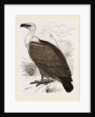 Indian Vultn re by Anonymous