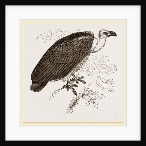 Chinese Vulture by Anonymous