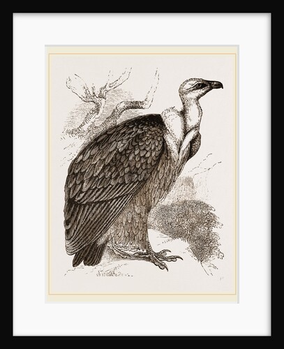 Griffon-Vulture by Anonymous