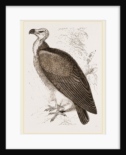 Sociable Vulture by Anonymous
