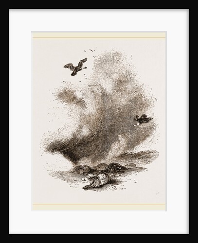 Griffon Vultures by Anonymous