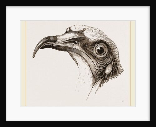 Head of Egyptian Vulture by Anonymous