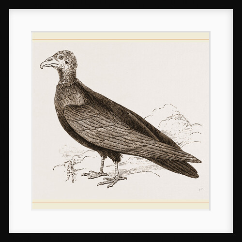 Turkey-Buzzard by Anonymous