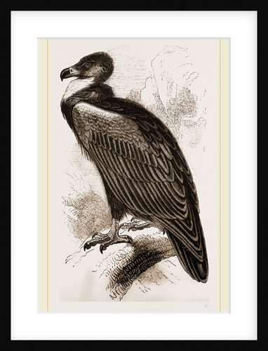 Cinereous Vulture by Anonymous
