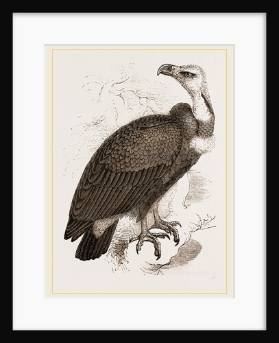 Pondicherry Vulture by Anonymous
