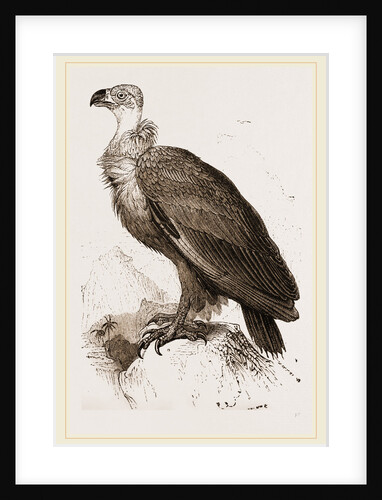 Cinereous Vulture by Anonymous