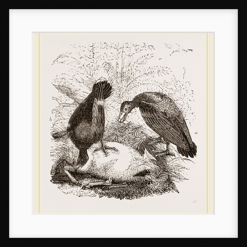 Turkey-Buzzard, Black Vulture by Anonymous