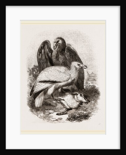 Egyptian Vultures by Anonymous