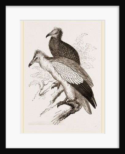 Egyytian Vultures by Anonymous