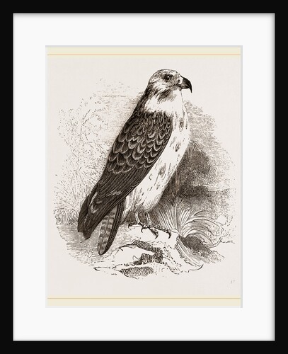 Buzzard by Anonymous