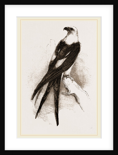 Swallow-tailed Hawk by Anonymous