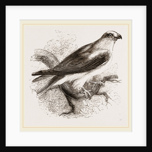 Black-winged Swallow Hawk by Anonymous