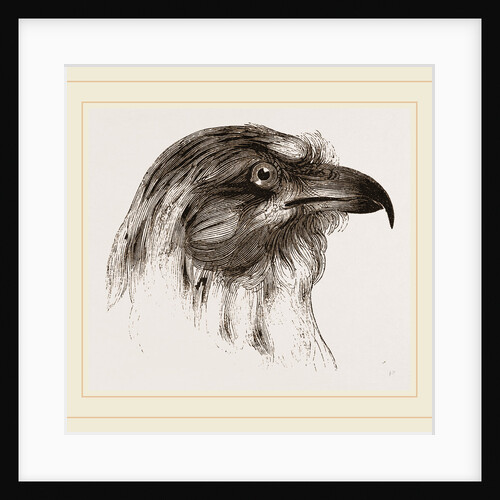 Moor Harrier by Anonymous