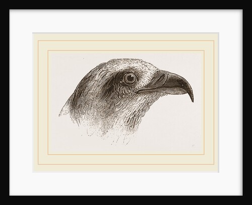 Honey-Buzzard by Anonymous