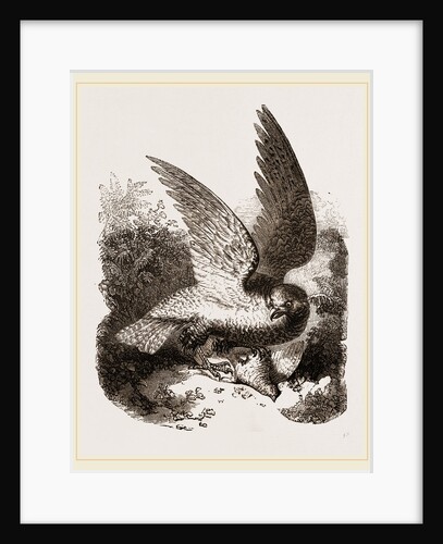 Buzzard by Anonymous