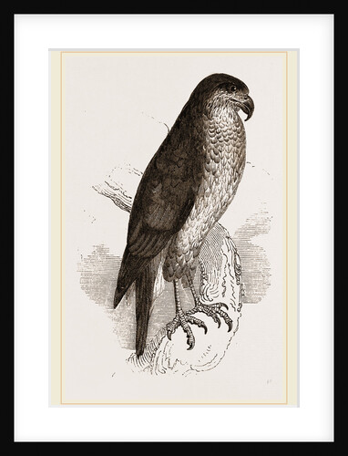 Goshawk by Anonymous