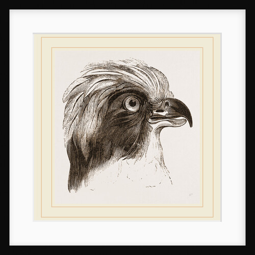 Head of Laughing Hawk by Anonymous