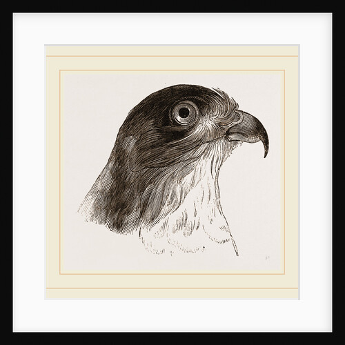 Head of Sparrow-Hawk by Anonymous