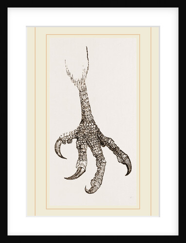 Foot of Laughing Hawk by Anonymous