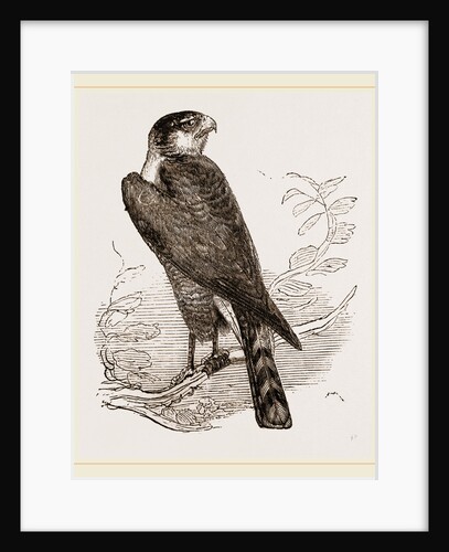 Sparrow-Hawk by Anonymous