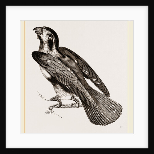 Bengal Falcon by Anonymous