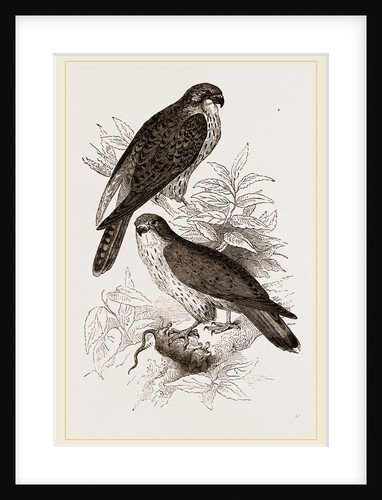Kestrels by Anonymous