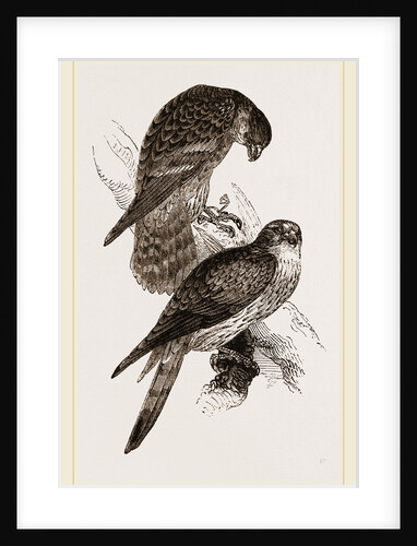 Merlins by Anonymous