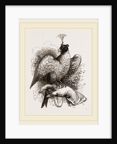 Hawk on Fist by Anonymous
