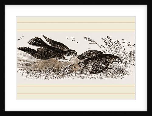 Peregrine Falcon and Partridge by Anonymous