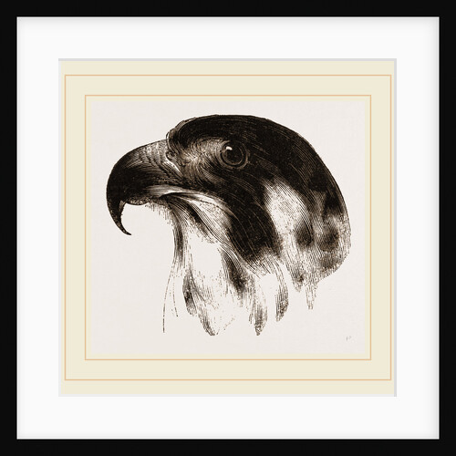 Head of Peregrine Falcon by Anonymous
