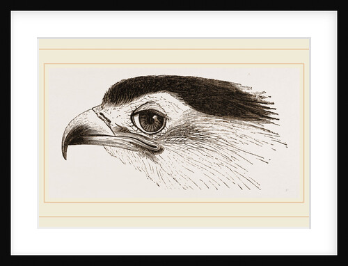 Head of Secretary-bird by Anonymous
