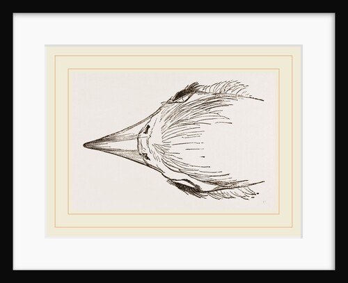 Head of Secretary-bird by Anonymous