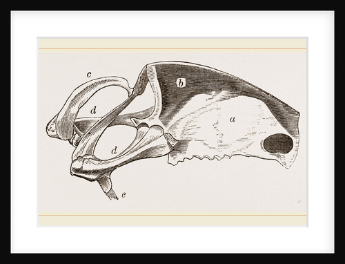 Breast-bone of Peregrine Falcon by Anonymous