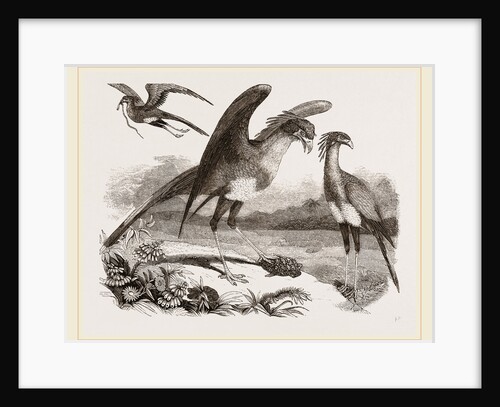 Secretary-birds by Anonymous