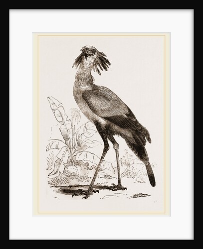 Secretary-bird by Anonymous
