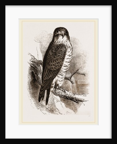 Peregrine Falcon by Anonymous