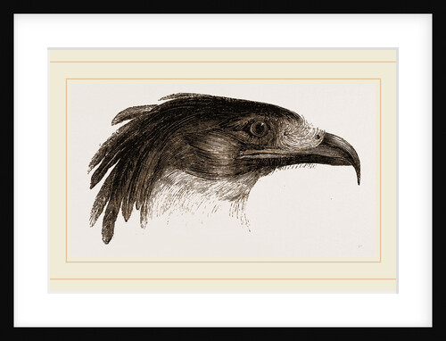 Head of Crested Morphnus by Anonymous